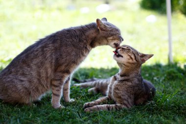 Kedi kediyi yalıyor..