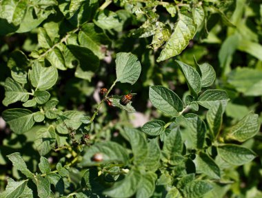 Colorado böceği patates yapraklarını genç yaşta yer. Böcekler tarladaki bir mahsulü yok eder. Vahşi yaşam ve tarım alanındaki parazitler.