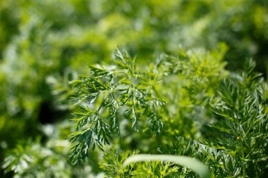 Genç yeşil havuç yaprağı dokusu. Yeşil havuç yapraklı tarım geçmişi