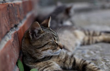 Küçük kedi tuğla duvarın yanında, betonun üzerinde yatıyor..