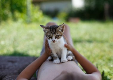 Küçük kedi bir çocuğun elini tutuyor..