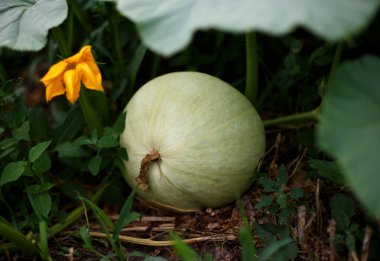 Bahçedeki balkabağı