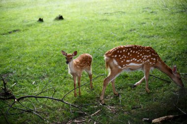 Yavru geyik ve annesi
