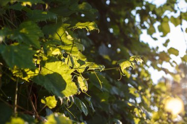 Parlak Yeşil Taze Üzüm Asması Yaprakları