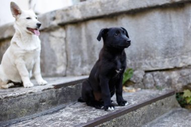 Siyah beyaz köpekler merdivenlerde oturuyor.