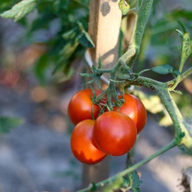Serada organik yetiştirilmiş domatesler