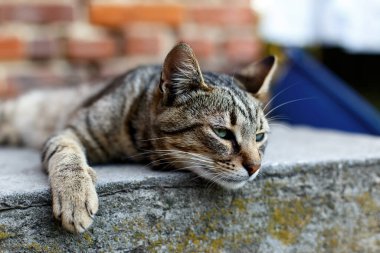 Açık yeşil gözleri olan sevimli küçük bir kedi.