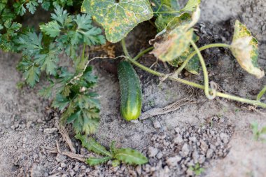 Bahçede taze yeşil salatalık