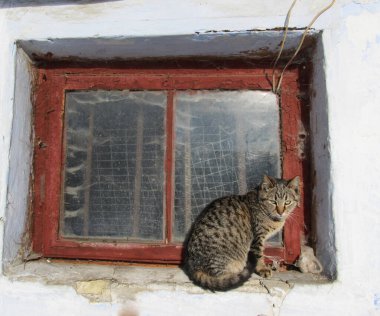 Zavallı üzgün evsiz kedi eski pencerede oturuyor..