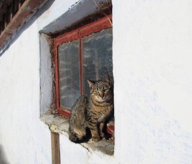 Zavallı üzgün evsiz kedi eski pencerede oturuyor..