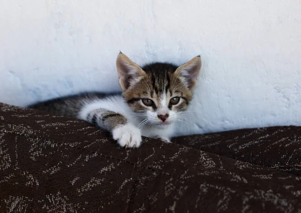 Кіт Лежить Подушках Біля Стіни — стокове фото