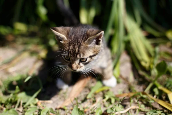 Kis Sétáló Cica Zöld Fűben Tavasszal — Stock Fotó