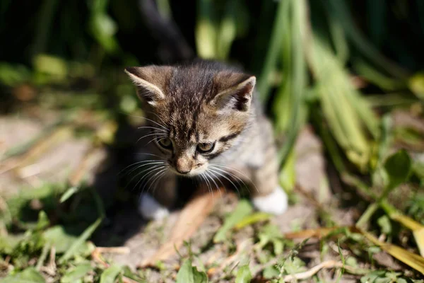 Pequeño Gatito Caminante Hierba Verde Primavera — Foto de Stock