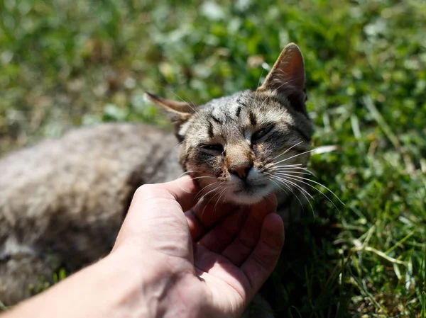 Jeune Chat Mâle Mignon Couché Dans Herbe Attente Proie — Photo