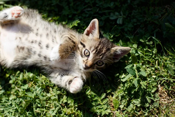 Pequeno Gatinho Deitado Grama Verde Primavera — Fotografia de Stock