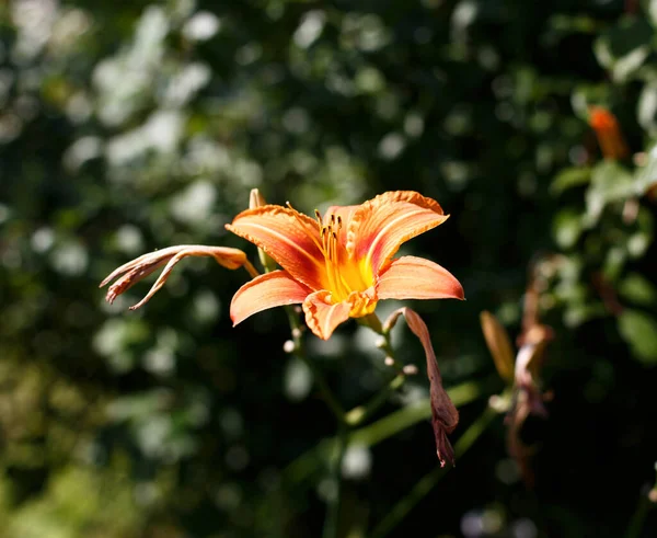 Oranje Lelie Vuurlelie Tijgerlelie Lililium Bulbiferum Bloemen Knoppen Tuin Selectieve — Stockfoto