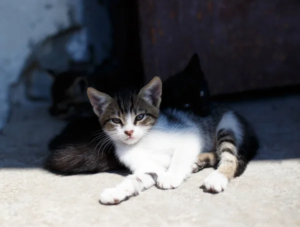 Pequeños Gatos Acostados Piedra —  Fotos de Stock