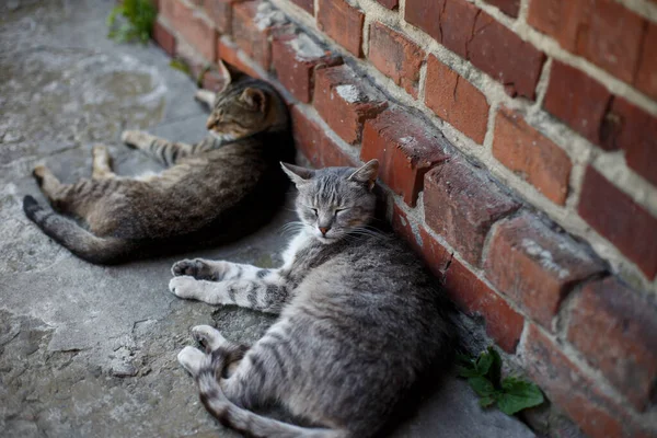 Malé Kočky Ležící Šedém Kameni Domu — Stock fotografie