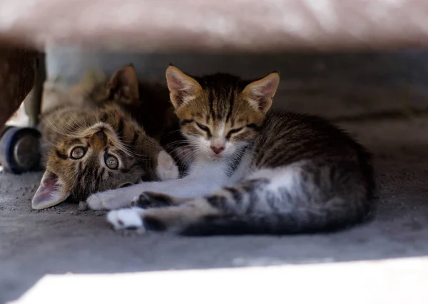 Троє Маленьких Котів Сплять Під Стільцем — стокове фото