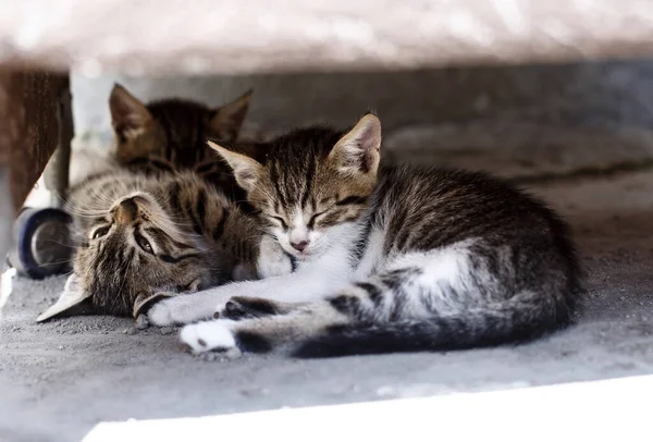 Três Gatos Pequenos Dormindo Sob Cadeira — Fotografia de Stock