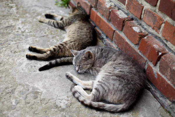 Kleine Katten Grijze Steen Bij Het Huis — Stockfoto