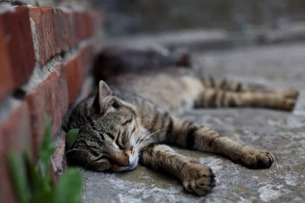 Pequeno Gato Deitado Concreto Perto Parede Tijolo — Fotografia de Stock