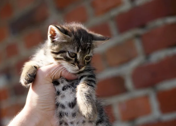 Gatinho Está Segurando Pela Mão Homem Fundo Casa — Fotografia de Stock