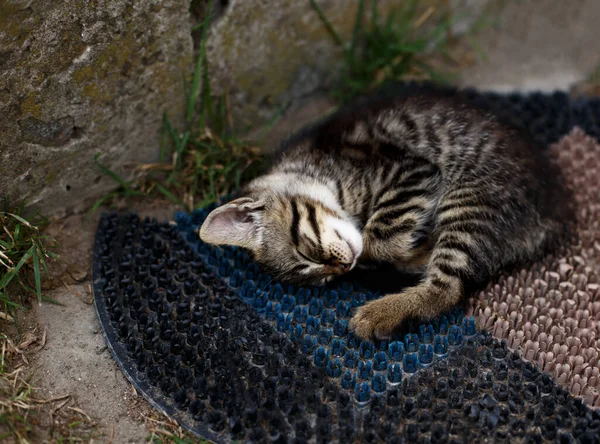 Malé Kočky Spící Domu — Stock fotografie