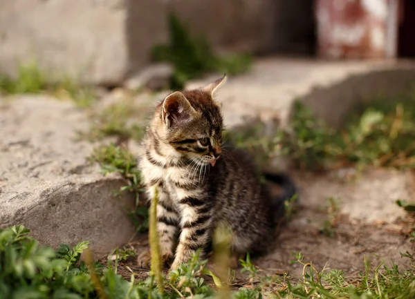 Милий Маленький Кіт Сидить Саду — стокове фото