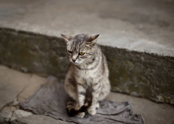 Portrait Chat Commun Gris Clair Regardant Vers Une Proie — Photo