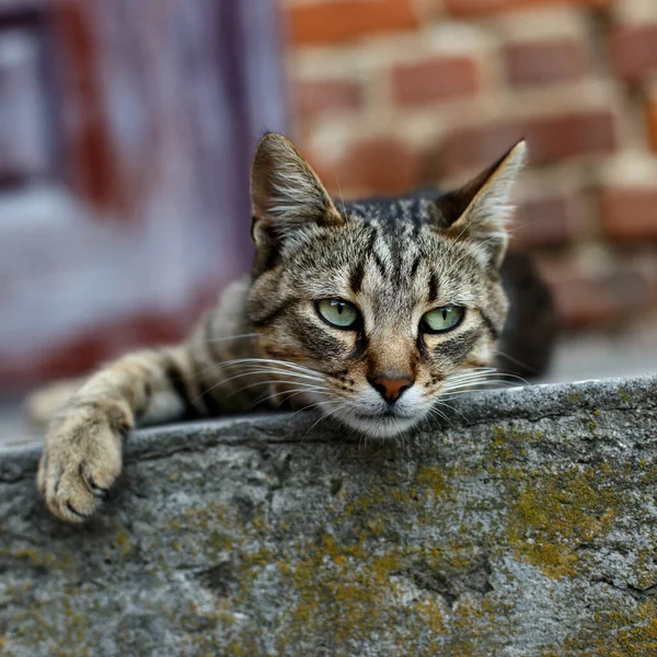 Roztomilá Kočička Ležící Otevřenýma Zelenýma Očima — Stock fotografie