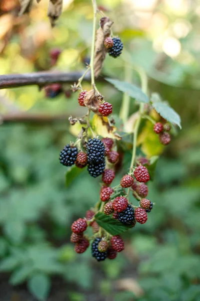 Fructe Mure Creștere Ramură — Fotografie, imagine de stoc