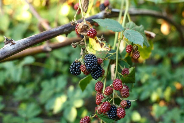 Fruta Amora Preta Que Cresce Ramo — Fotografia de Stock