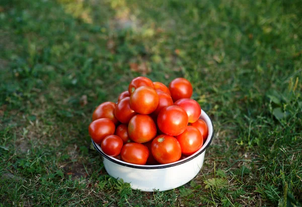 Red Cherry Tomatoes Bowl Green Grass — Stock Photo, Image