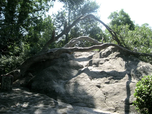 Enorme Eikenboom Grote Steen Het Park — Stockfoto