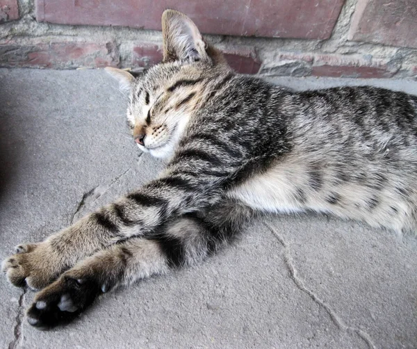 Pequeno Gato Deitado Concreto — Fotografia de Stock