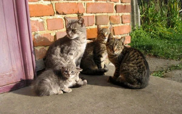 Gato Con Gatitos Gato Dio Luz Los Tres Gatitos Cuatro — Foto de Stock