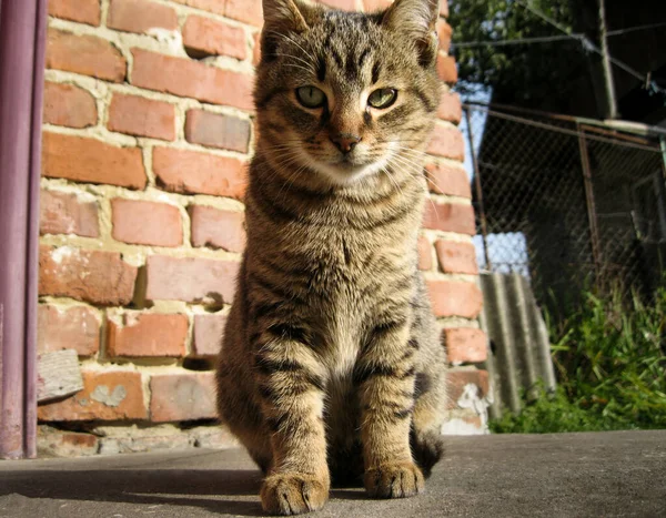 Портрет Красивой Кошки Сидящей Перед Домом — стоковое фото