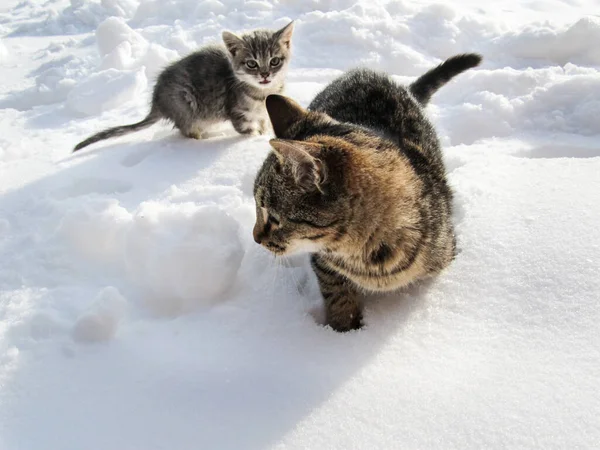 Retrato Gatos Gatinhos Cinza Marrom Andando Neve Livre — Fotografia de Stock