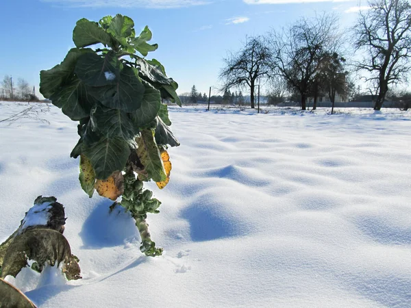 Big cabbage on the snow in the garden