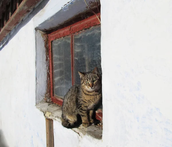 哀れなホームレスの猫古い窓の上に座って — ストック写真