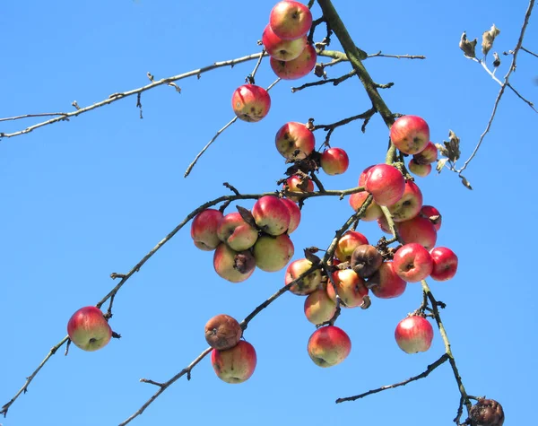 Apple Träd Himlen Bakgrund — Stockfoto