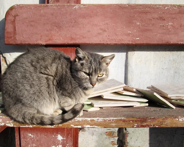 Gato Adulto Sentado Invierno Banco Viejo Fondo Una Casa Vieja — Foto de Stock