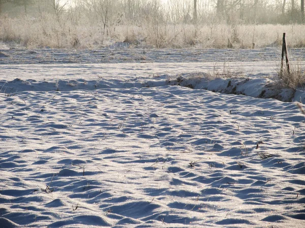 dry plants in snow, garden at winter against sun.