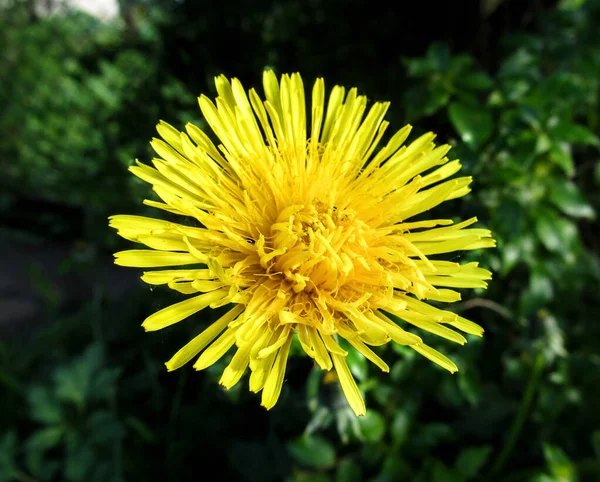 Žlutá Pampeliška Květ Zblízka Makro Jarní Pozadí — Stock fotografie