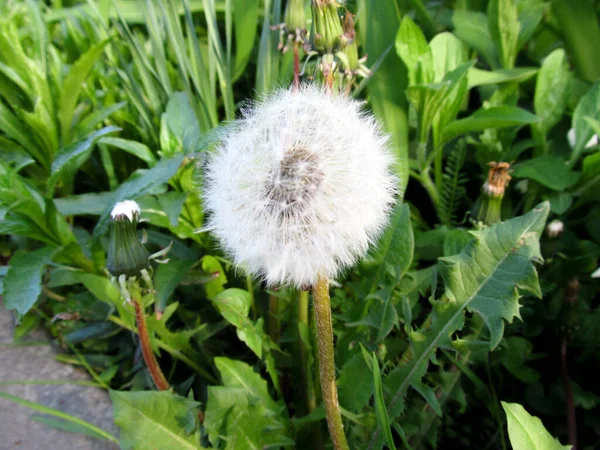 Close Dandelion — Stock Photo, Image