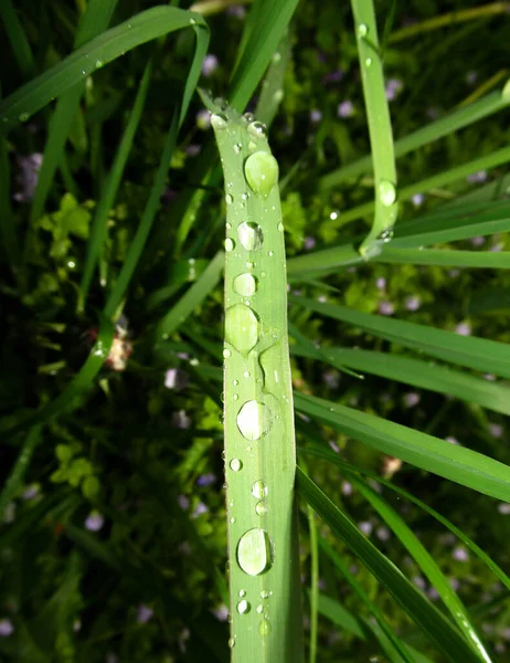 Gotas Agua Hierba Verde —  Fotos de Stock