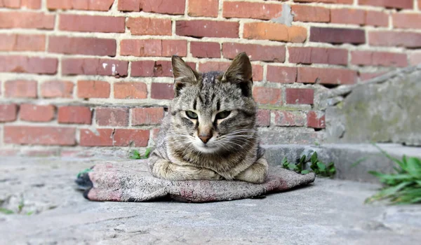 Liten Katt Liggande Den Grå Stenen Nära Huset — Stockfoto