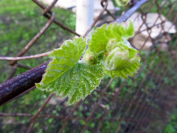 Young green tender shoots and leaves of grapes on the vine in the spring. — Stock Image Young Green Tender Shoots Leaves Grapes Vine Spring Royalty Free Stock Images