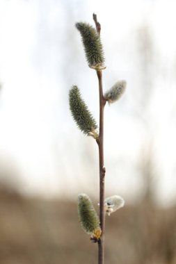 Salix caprea (goat willow, also known as the pussy willow or great sallow) is a common species of willow native to Europe. Willow (Salix caprea) branches with buds blossoming in early spring